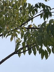 Euphonia laniirostris