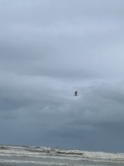 Larus dominicanus