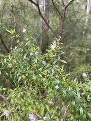 Westringia blakeana