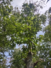 Quercus montana