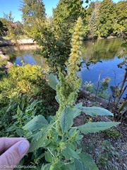 Amaranthus viridis