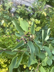 Amelanchier alnifolia