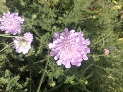Scabiosa columbaria