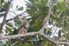 Glaucidium minutissimum