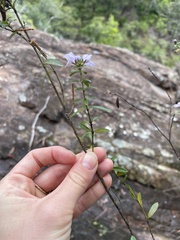 Westringia blakeana