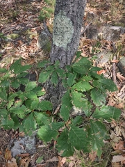 Quercus montana