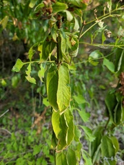 Lysimachia verticillaris