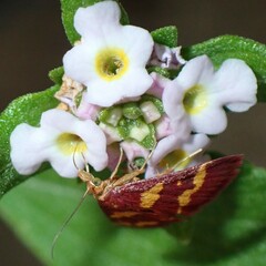 Pyrausta tyralis