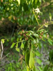Lysimachia verticillaris