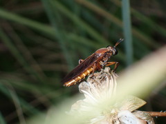 Mydas maculiventris