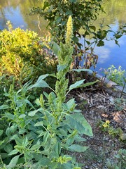 Amaranthus viridis