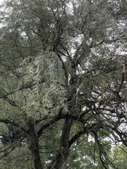 Salix babylonica