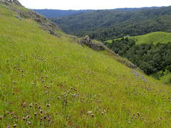 Trifolium dichotomum