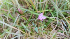Gentianella amarella