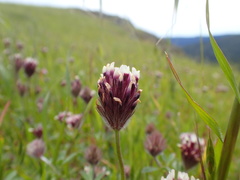 Trifolium dichotomum