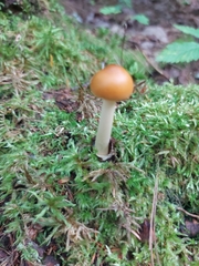 Amanita fulva