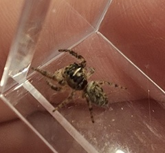 Salticinae