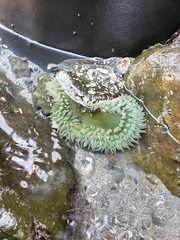 Anthopleura xanthogrammica