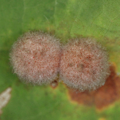Philonix fulvicollis