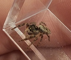 Salticinae