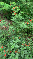 Salvia coccinea