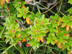 Rhododendron hirsutum
