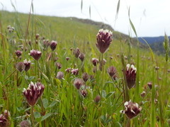 Trifolium dichotomum
