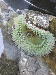 Anthopleura xanthogrammica