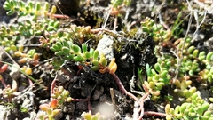 Sedum