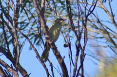 Lichenostomus cratitius