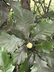 Quercus bicolor