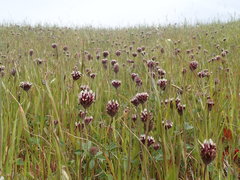 Trifolium dichotomum
