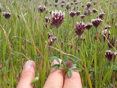 Trifolium dichotomum