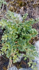 Asplenium ruta-muraria