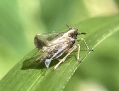 Delphacidae