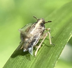 Delphacidae