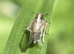 Delphacidae