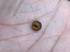Monocesta coryli