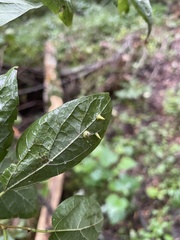 Celticecis spiniformis