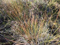 Trichophorum cespitosum