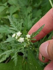 Parthenium