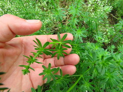Galium mollugo