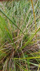 Eriophorum vaginatum