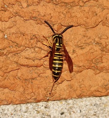 Vespula squamosa
