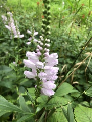 Physostegia