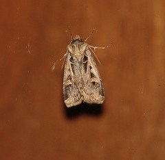 Feltia subgothica