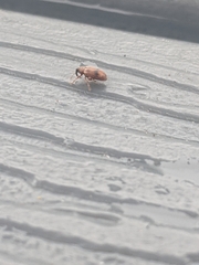 Orchestes steppensis