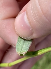Setaria parviflora