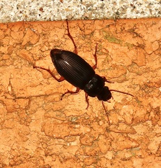 Pseudoophonus