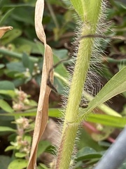 Panicum miliaceum